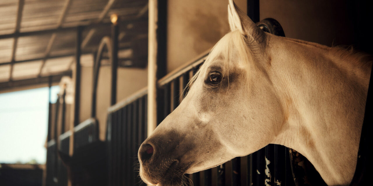 Przyszłość hodowli koni: Kierunki zmian i nowe możliwości