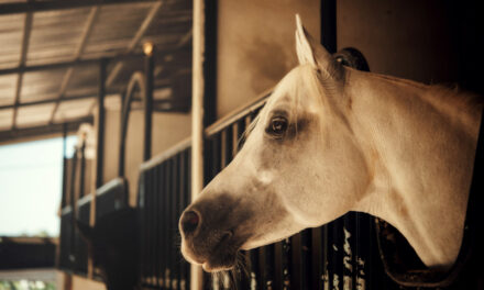 Przyszłość hodowli koni: Kierunki zmian i nowe możliwości